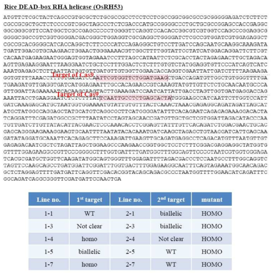벼 OsRH53 유전자 CRISPR/Cas9 돌연변이체 제작을 위한 target 서열(상) 및 확보된 돌연변이체(하)