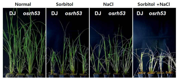 벼 OsRH53 유전자 CRISPR/Cas9 돌연변이체들의 가뭄 스트레스 내성 표현형