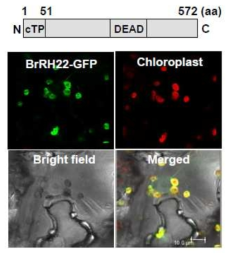 배추 BrRH22의 엽록체 targeting을 확인하는 confocal image