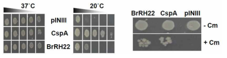 배추 BrRH22의 RNA 샤페론 활성 능력