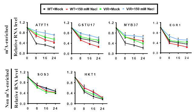 Met-RNA-seq에서 확인된 m6A-modified target RNA들의 stability 변화