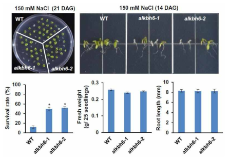 ALKBH6 돌연변이체의 고염분 스트레스 내성 표현형