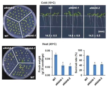 ALKBH6 돌연변이체의 저온 및 고온 스트레스 내성 표현형
