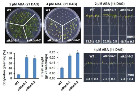 ALKBH6 돌연변이체의 ABA 반응 표현형