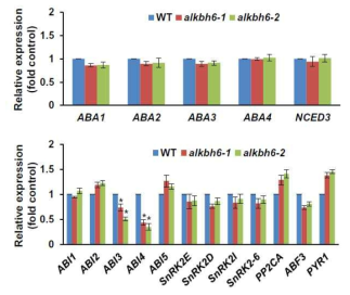 ALKBH6 돌연변이체에서 ABA-생합성 및 ABA-신호전달 유전자의 발현 양상