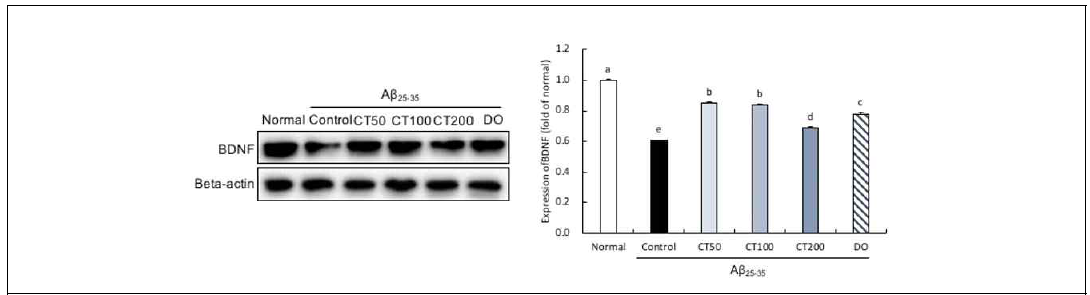 Expression of BDNF in the combination in 5:5 ratio of Taraxacum coreanum and Carthamus tinctorius L. seed-treated mouse