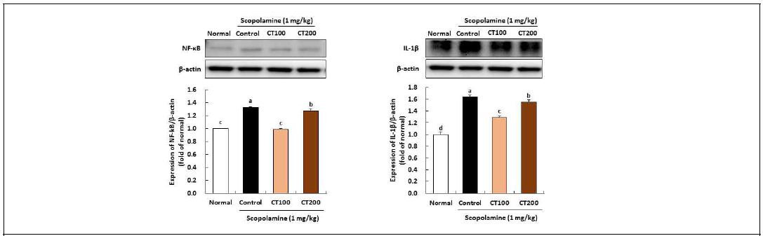 Effect of combination of CT on NF-κB and IL-1β expressions