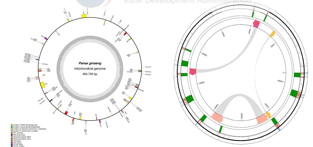 인삼 미토콘드리아 유전체 지도(좌) 및 엽록체 및 핵에서 유래된 단편(우)