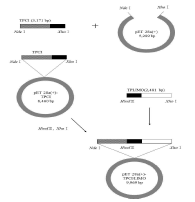 Construction strategy of TPCI and TPCI/LIMO gene in pET-28a from T. thermocopriae