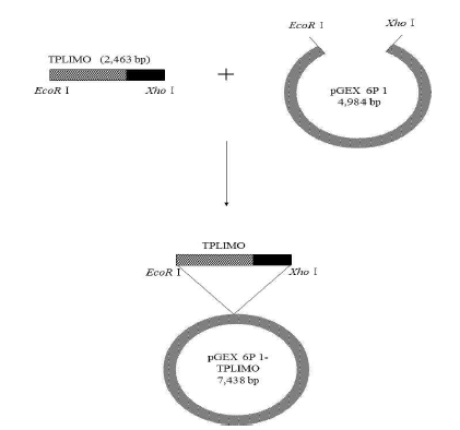 Construction strategy of TPLIMO gene from Thermoanaerobacter thermocopriae