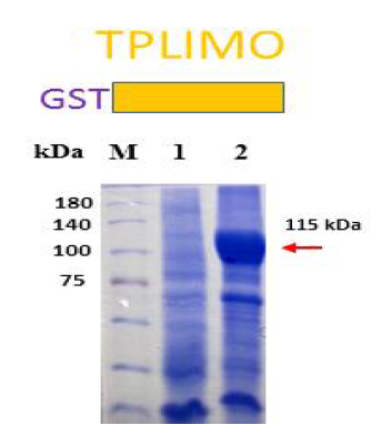 SDS PAGE of TPLIMO cell free extract. Lane M, size marker; lane 1, pGEX-6P-1 control; lane 2, TPLIMO cell free extract
