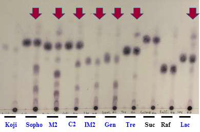 TLC analysis of transglycosylation of 40 mM Kojibiose, Sophorose, Maltose, Cellobiose, Isomaltose, Gentiobiose, Trehalose, Sucrose, Raffinose and Lactose by TPLIMO
