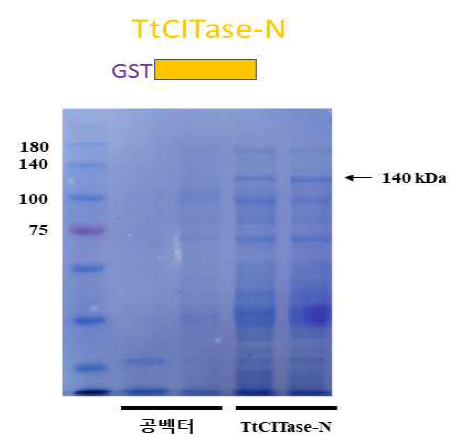 SDS-PAGE of TtCITase-N cell free extract