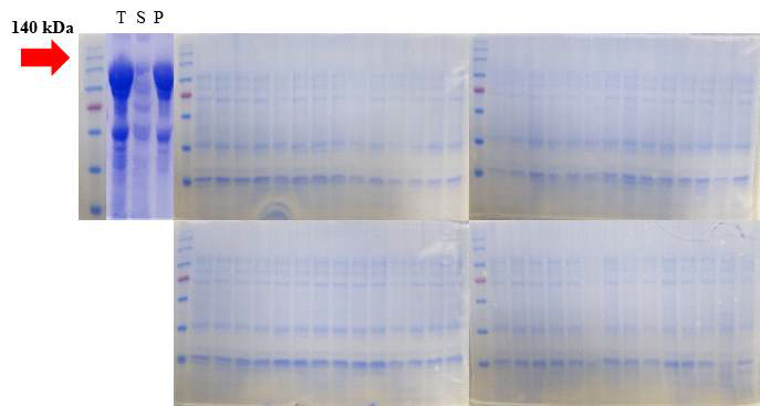 SDS-PAGE of mutation TtCITase-N soluble proteins in 8% gel from Thermoanaerobacter thermocopriae