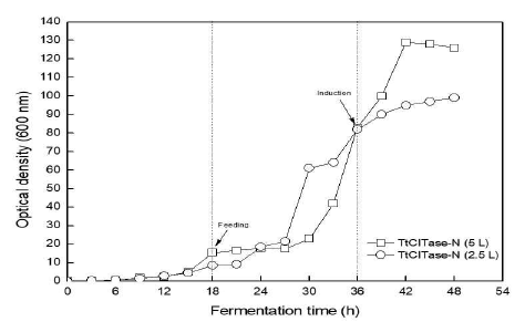 Fed-batch fermentation profiles with different fermentation scales from T. thermocopriae