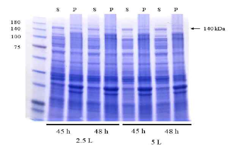 SDS-PAGE of TtCITase-N proteins in a 8% gel from T. thermocopriae. S, soluble protein; P, insoluble protein