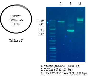 Plasmid construction of TtCITase-N from Thermoanaerobacter thermocopriae