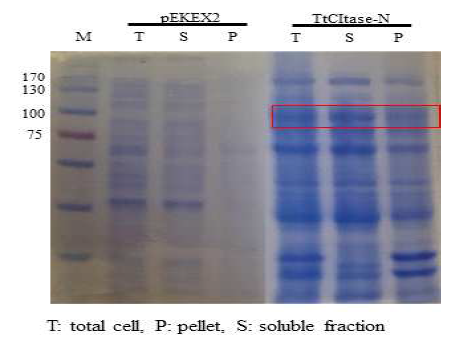 SDS-PAGE of TtCITase-N from Thermoanaerobacter thermocopriae