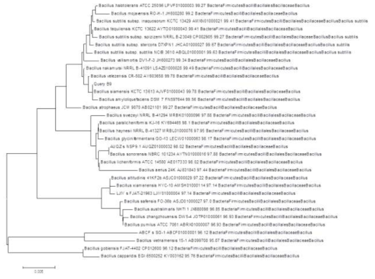Phyrogenic tree 분석 : Bacillus siamensis (B9)