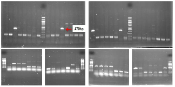 CITase gene specific PCR 결과