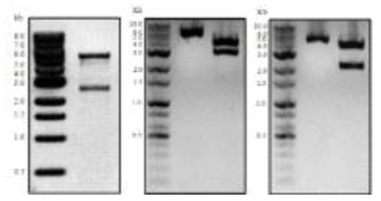 E . coli BL21(DE3) [pET28a-TtCIT-C] partial cloning 확인