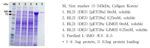 SDS-PAGE를 통한 단백질 유도발현 및 정제 확인