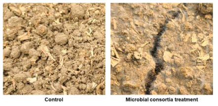 복합미생물제제 무처리 (대조구) 및 처리 (실험구) 토양