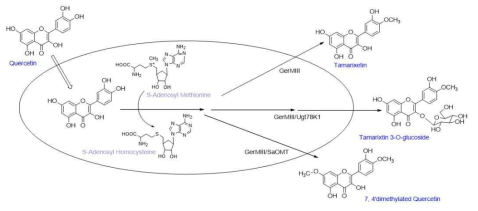 Quercetin 으로부터 amarixetin 및 tamarixetin 3-O-glucoside의 합성 과정