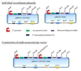 Saccharopolyspora spinose 유래 SpnK 및 4‘-OH에 glucosylation 할 수 있는 효소로 Glycine max 유래 UGT78K1을 활용하여 각각의 발현벡터 제작