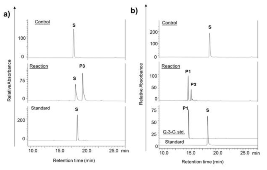 (a) methyltransferase (SpnK)가 포함된 균주, (b) methyltransferase (SpnK)와 glycosyltransferase (UGT78K1) 유전자가 포함된 균주