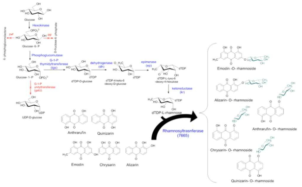 UDP-rhamnose 합성 과정과 E. coli BL21 Δpgi/Δzwf/ΔUsha/pET-28a-7665 pCDF-d/ pACYC-d 균주 시스템 및 유도체 합성에 사용된 anthraquinone