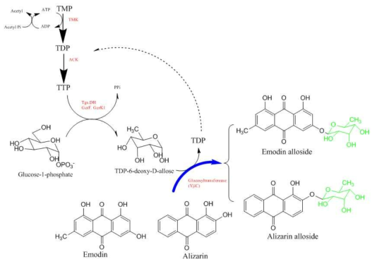 효소 5종에 의해 TDP-6-deoxyallose 합성 과정과 UDP-rhamnose 합성 과정과 당전이효소 YjiC에 의해 Anthraquinone에 당화 반응