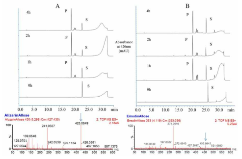 Anthraquinone의 HPLC 및 Mass 분석. (A) Alizarin, (B) Emodin