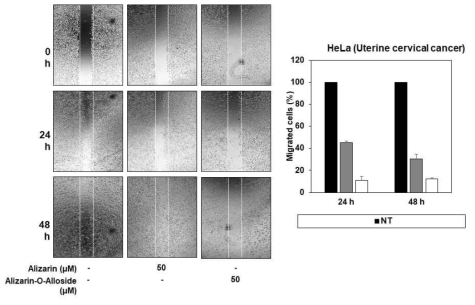 Anticancer effects of alizarin and alizarin-O-alloside (Antimetastatic activity)