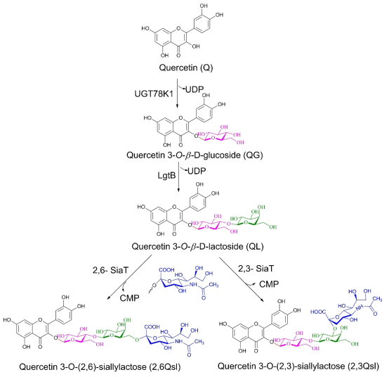 Quercetin 3-O-(2,3)-siallylactose (2,3Qsl)와 quercetin 3-O-(2,6)-siallylactose 합성 과정