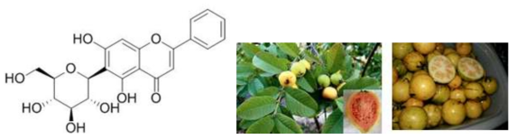 Chrysin 6-C-β-D-glucoside을 생산하기 위한 전략