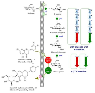 A schematic of the flavone biotransformation to C-glucosides using recombinant E. coli strains