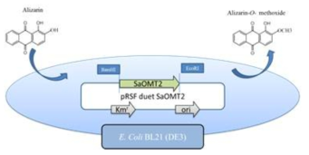 E. coli SaOMT2 균주에 의한 alizarin기질에서 alizarin-3-O-methoxide의 전환과정