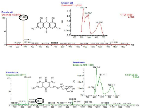 Emodin glucoside를 HPLC-ESI-QTOF-MS에 확인