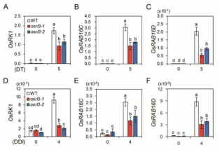 암처리 노화조건 및 염 조건에서 야생형과 osrl3 돌연변이체 간 ABA 신호전달 관련 유전자의 발현 비교