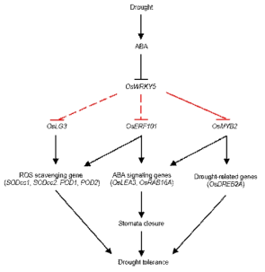 CMGW5 전사인자의 가뭄 내성 조절 기작에 대한 모식도
