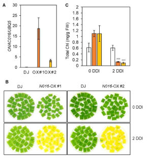암처리 노화조건에서 CMGN16 과발현체의 잎 노화가 야생형에 비해 빠르게 진행됨을 확인