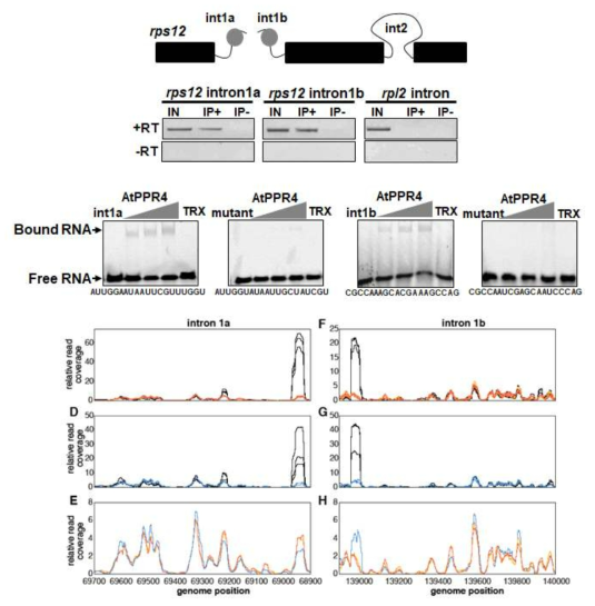 PPR4-rps12 intron의 상호 결합을 확인하는 RNA-IP 및 EMSA assay