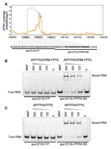 PPR4-rps12 intron 1b의 상호 결합을 확인하는 EMSA assay