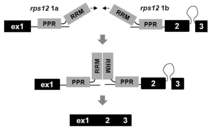 PPR4-PPR4 상호결합에 의한 rps12 intron trans-splicing 과정 모식도
