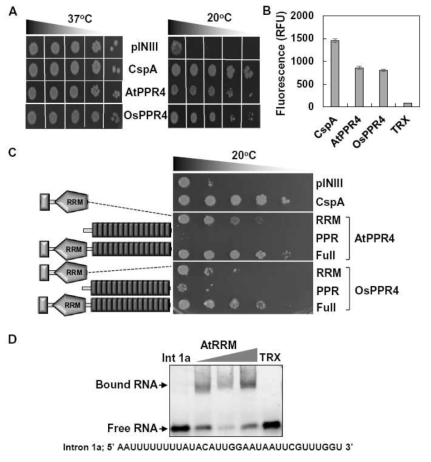 PPR4의 RNA 샤페론 활성을 확인하는 대장균 complementation assay, in vitro DNA melting assay 및 sequence non-specific RNA binding assay