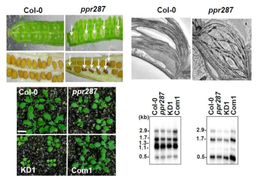 PPR287 돌연변이체의 비정상적인 엽록체 생성, 식물 생육 및 rRNA 가공 양상