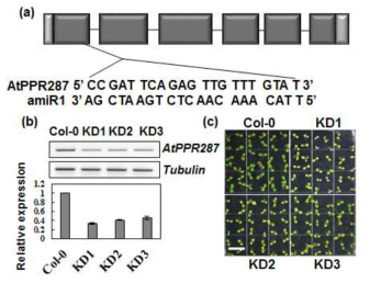 PPR287 KD 돌연변이체의 지연된 생육 및 pale-green 표현형