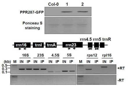 PPR287-rRNA의 상호 결합을 확인하는 RNA-IP assay