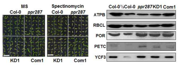 PPR287이 엽록체 전사체 번역에 필요함을 입증하는 spectinomycin assay(좌) 및 엽록체의 단백질 수준을 보여주는 western blot analysis(우)